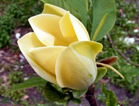 Магнолія бруклінська Magnolia brooklynensis Yellow bird